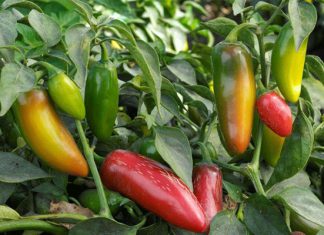Danh sách những loại ớt cay nhất thế giới liệu bạn có dám ăn?
