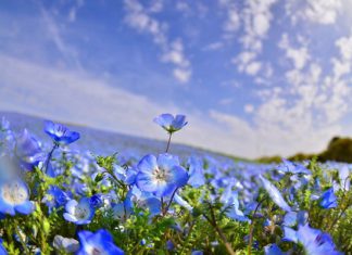 Choáng ngợp trước vẻ đẹp của cánh đồng hoa xanh Hitashi Nhật Bản