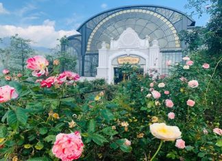 Khám phá vẻ đẹp ngất ngây của thung lũng hoa hồng ở Sapa