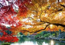 Chiêm ngưỡng vẻ đẹp của vườn quốc gia Shinjuku Gyoen nổi tiếng Nhật Bản
